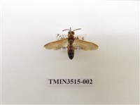 藏品(中華長腳蜂)的圖片